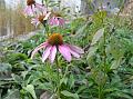 Eastern Purple Coneflower